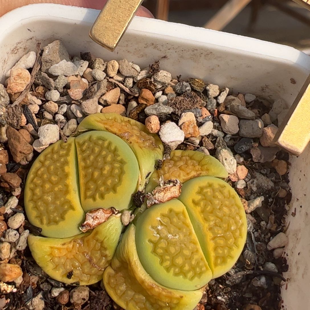 多肉植物百科365