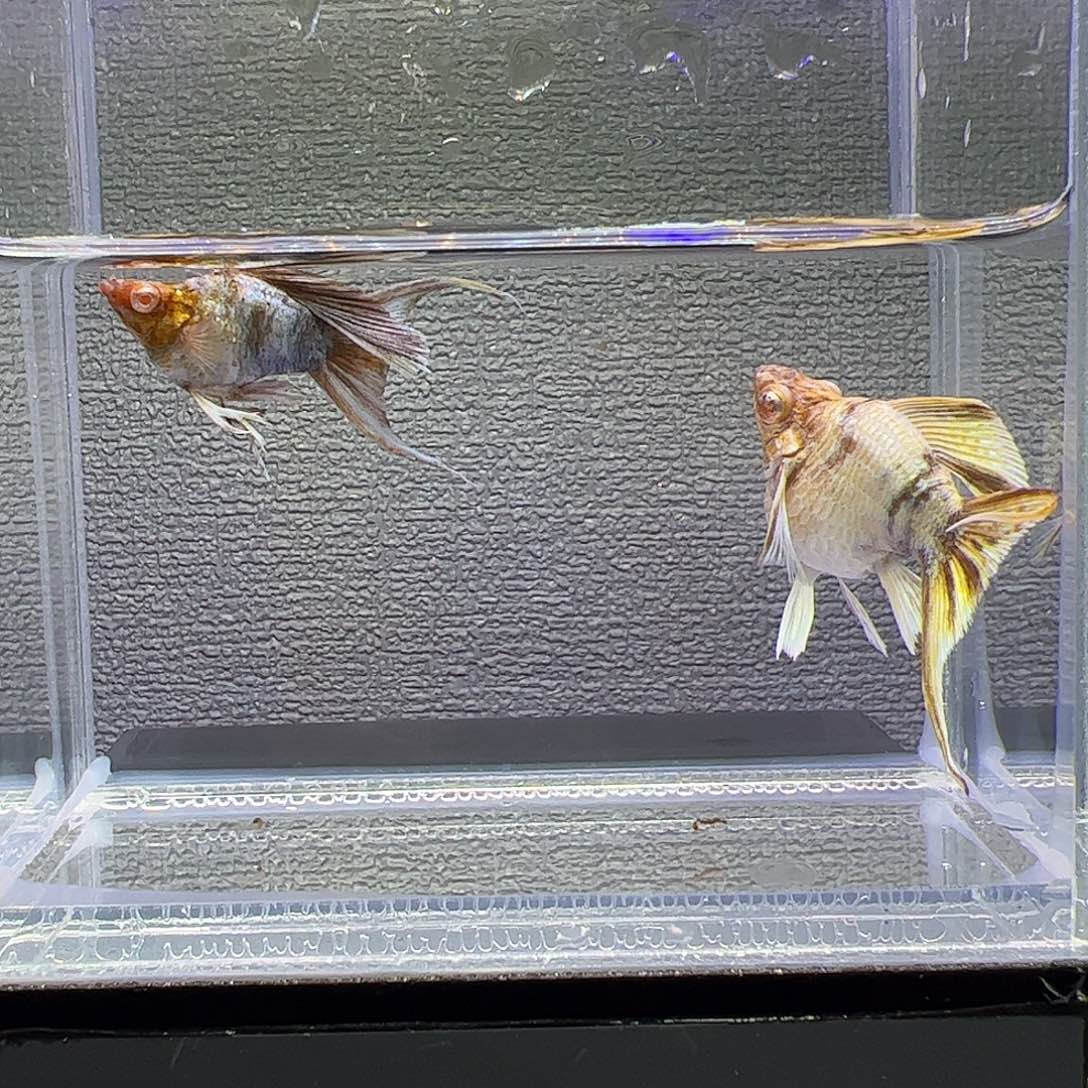 孔雀鱼金虎大种鱼