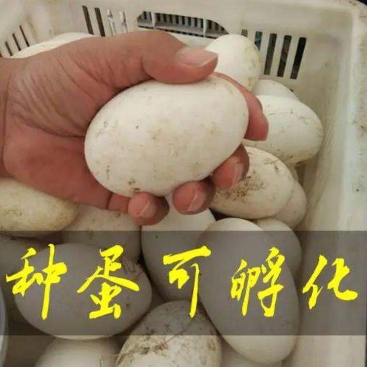 【秀秀专属】农家新鲜散养土鹅蛋受精蛋种蛋可孵化小鹅