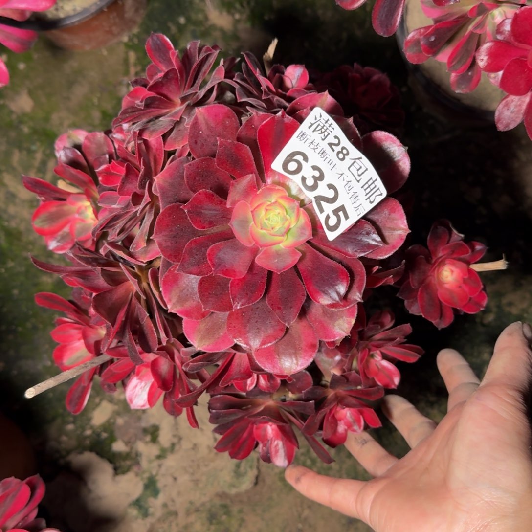 6325美杜莎多肉植物