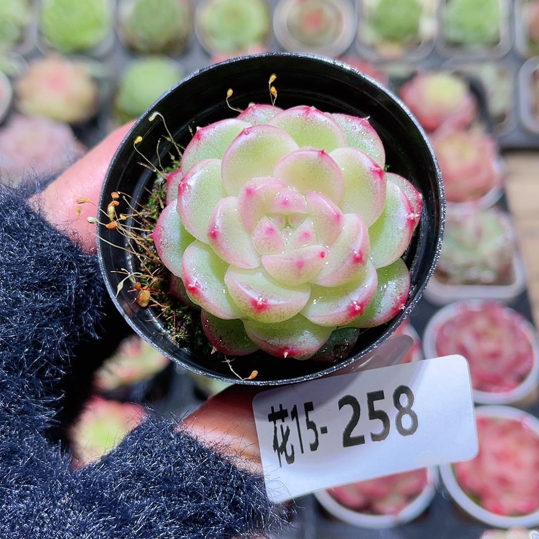 花利美15-258新品