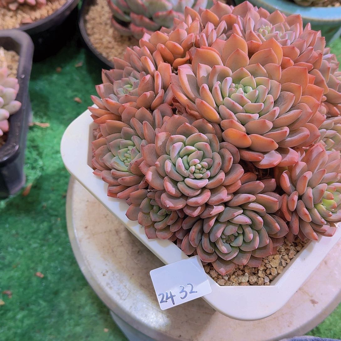 前**事2432美林哒多肉