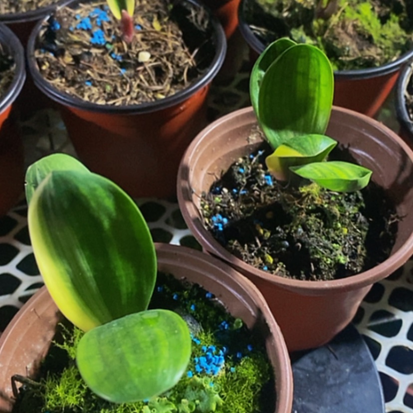 【闪购商品】?****?