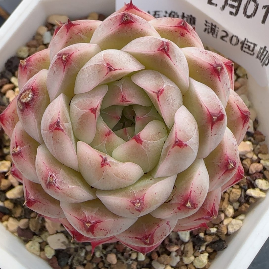 花语逸镜0201-521散