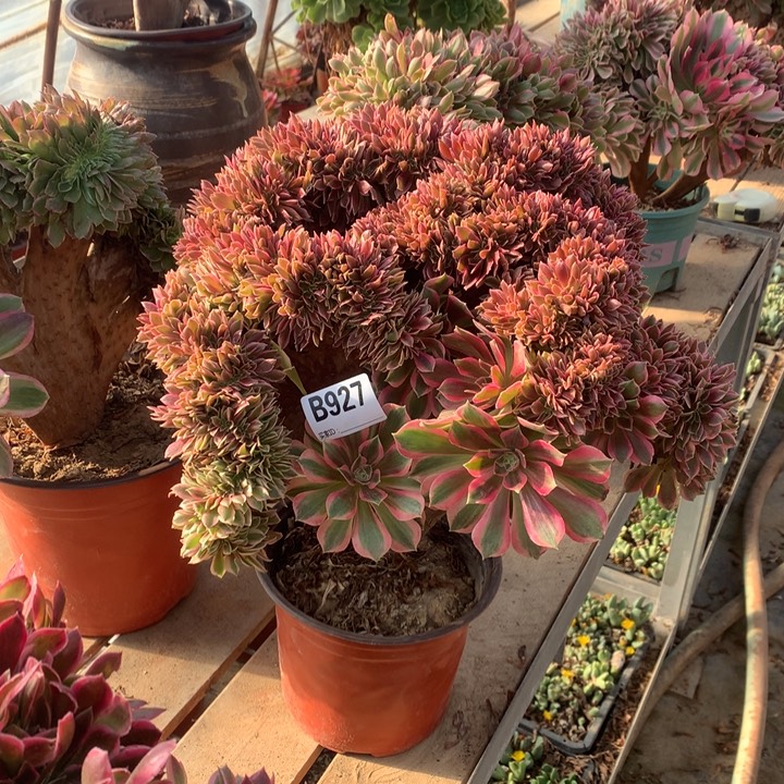 927女神缀多肉法师