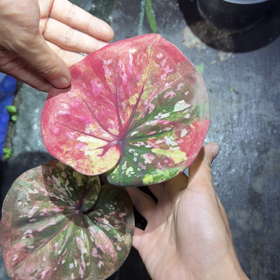 完全开放财富，脱土裸根发