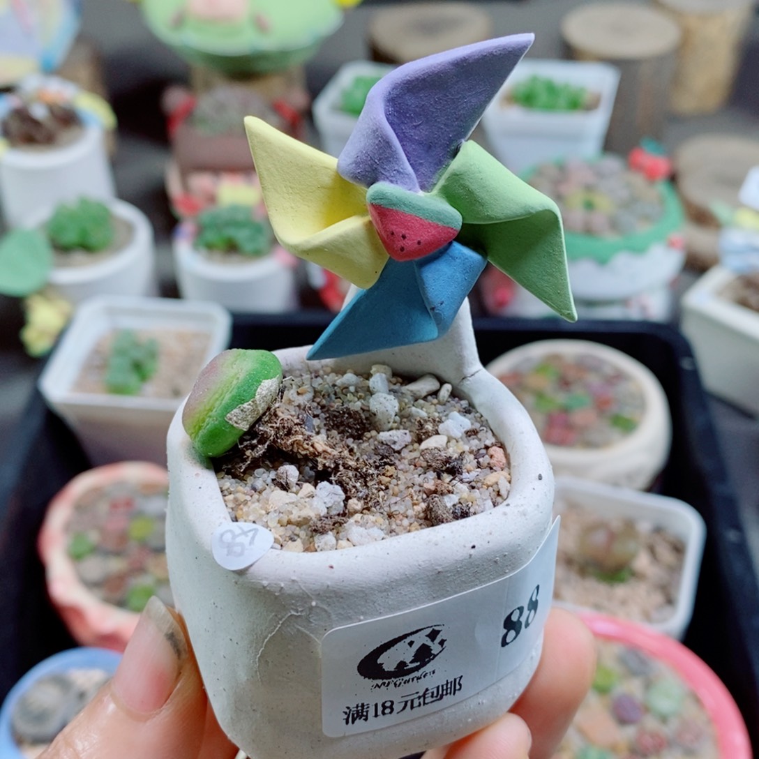 a***g生石花花哈哈哈哈花花88