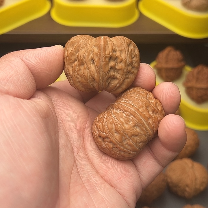 43尺精配头货平谷元宝