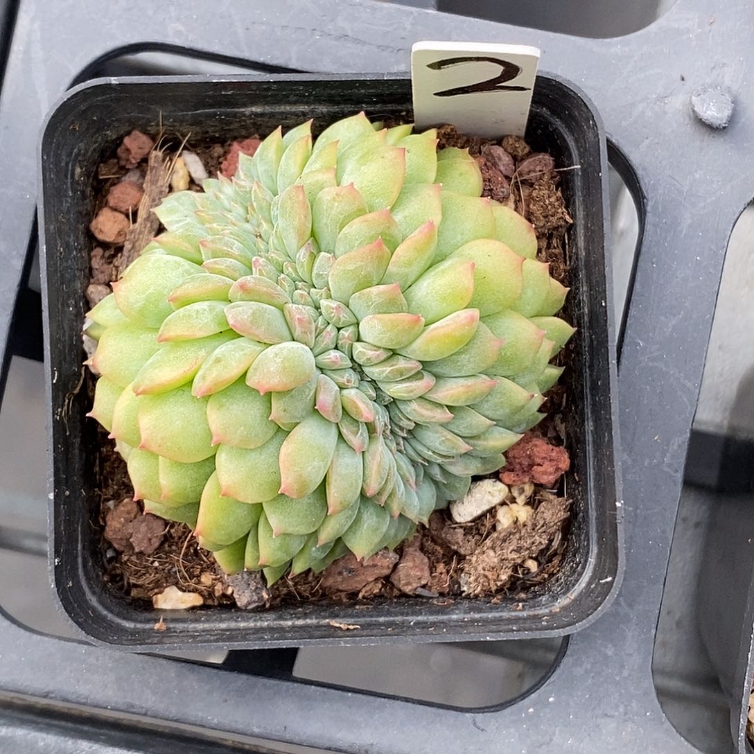 糖心缀化30包邮非偏远