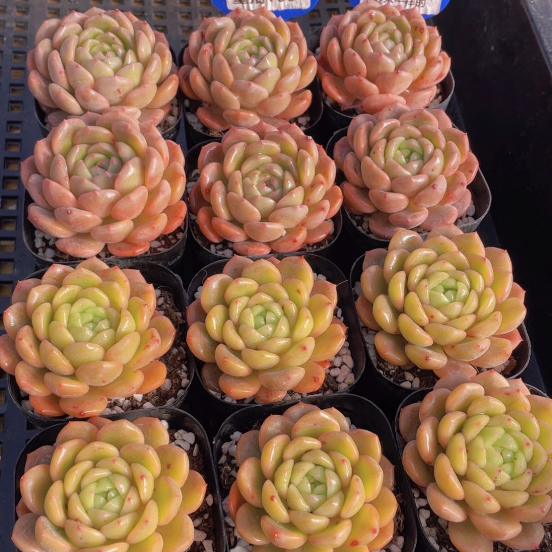 量拍109号 小豆丁单头2个 发不一样的