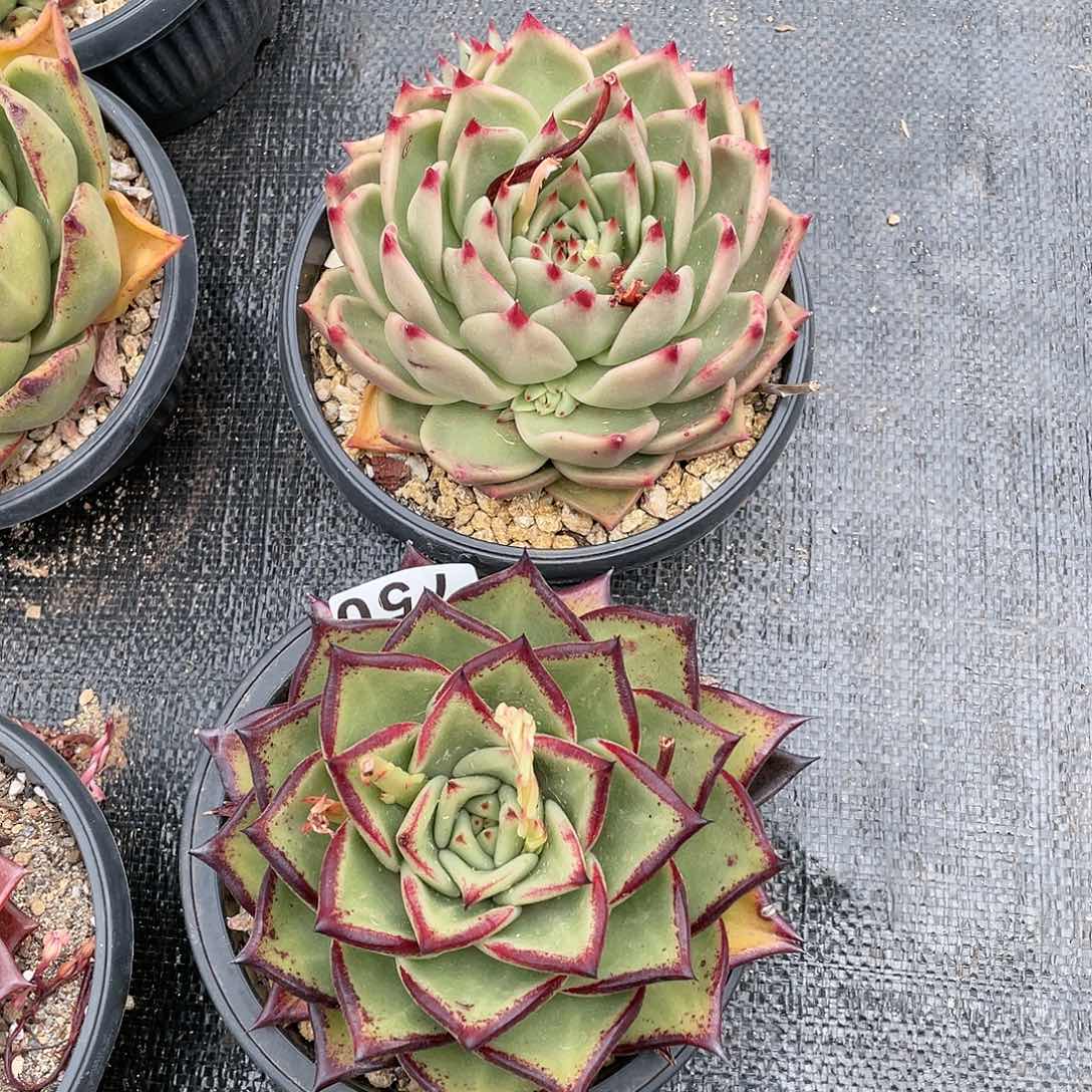 若如东云组拍750