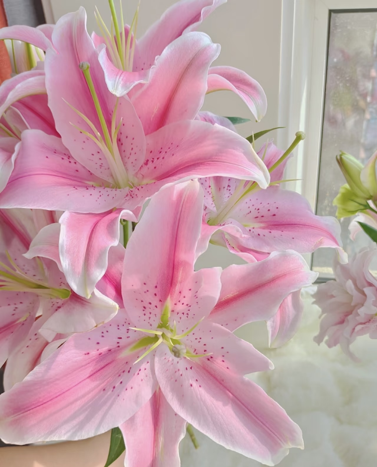 【粉色香水百合】鲜花 云南基地直发鲜花