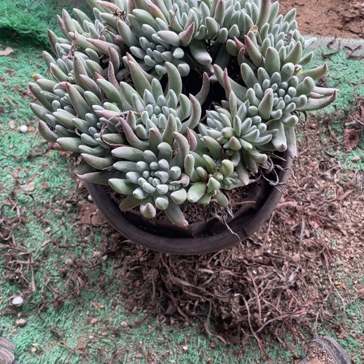 346号雪花多肉植物