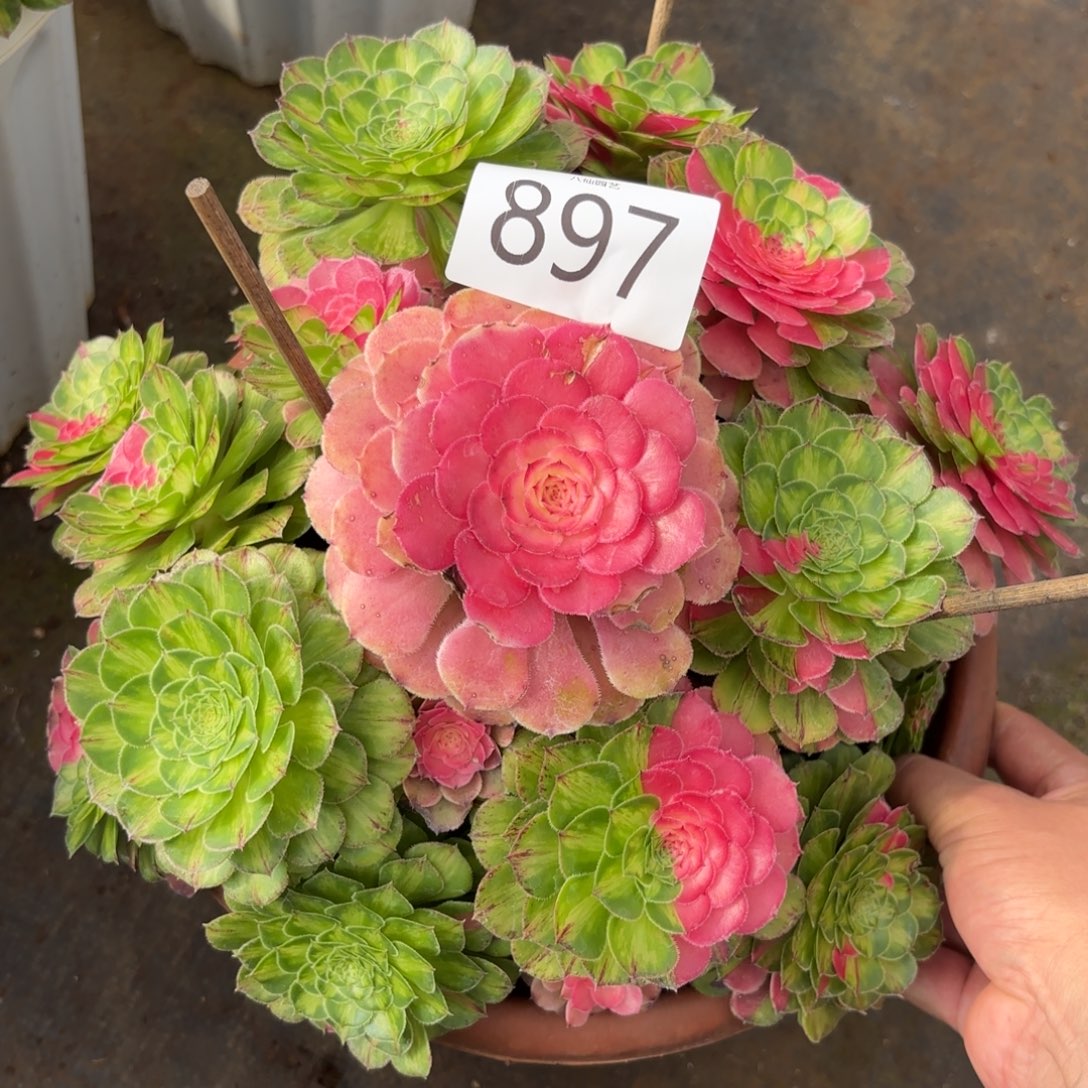 897多肉植物知否特价