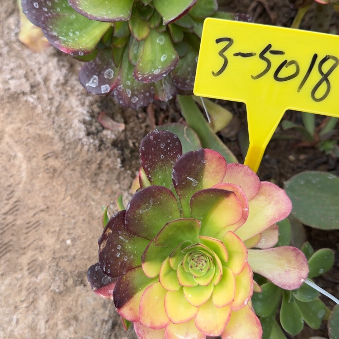 3-5018---多头多肉植物