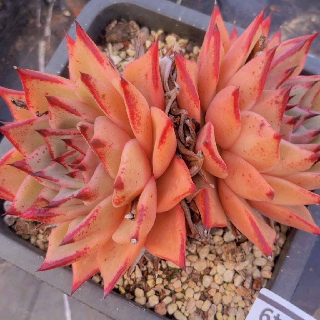 红颜蜜语28149多肉植物