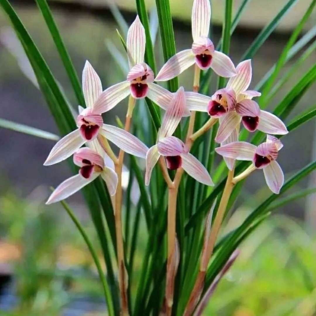 金属品莲瓣兰花盆栽植物兰花盆栽兰草苗盆景苗好养花卉绿植盆栽