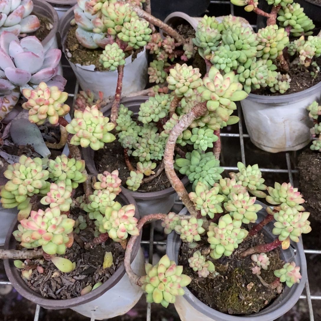 龙骨玉坠整桩三盆，90杯