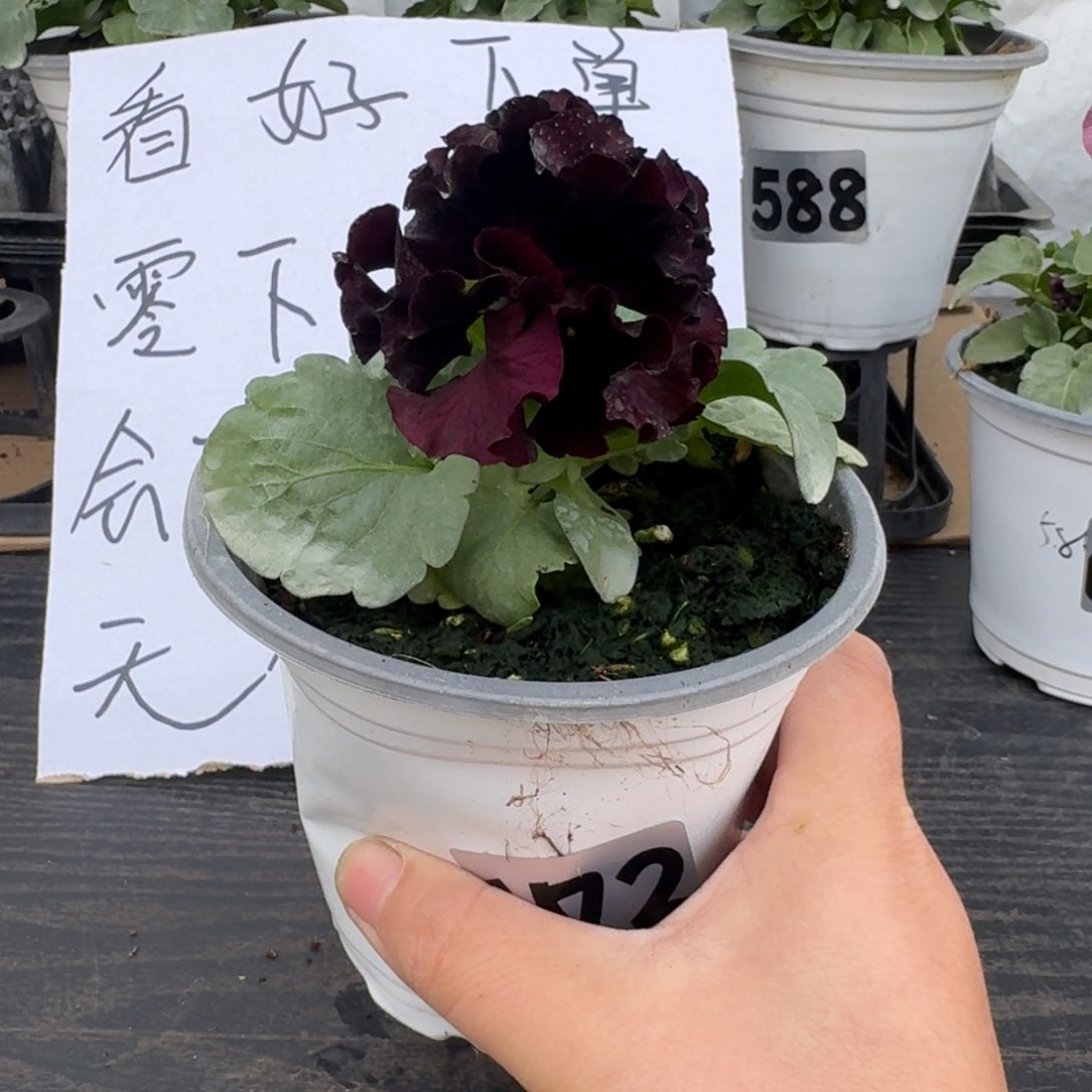 全部花朵672号晚礼服