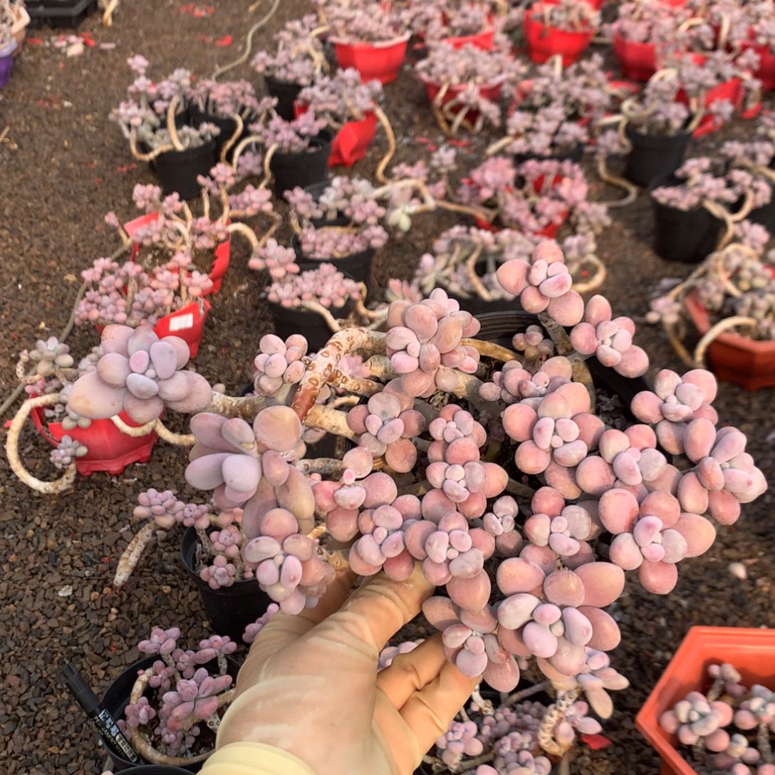 轻***尘桃蛋老桩有瑕疵不带盆10