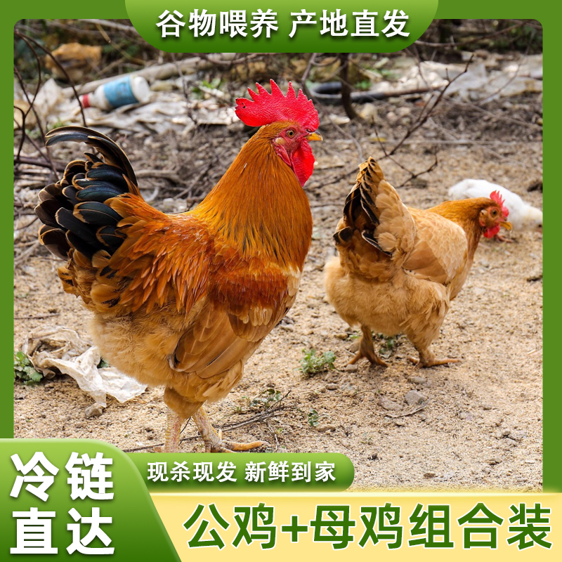 【小戴家】4只黄油老母鸡+1只公鸡 到手共5只总净重9.5-10斤