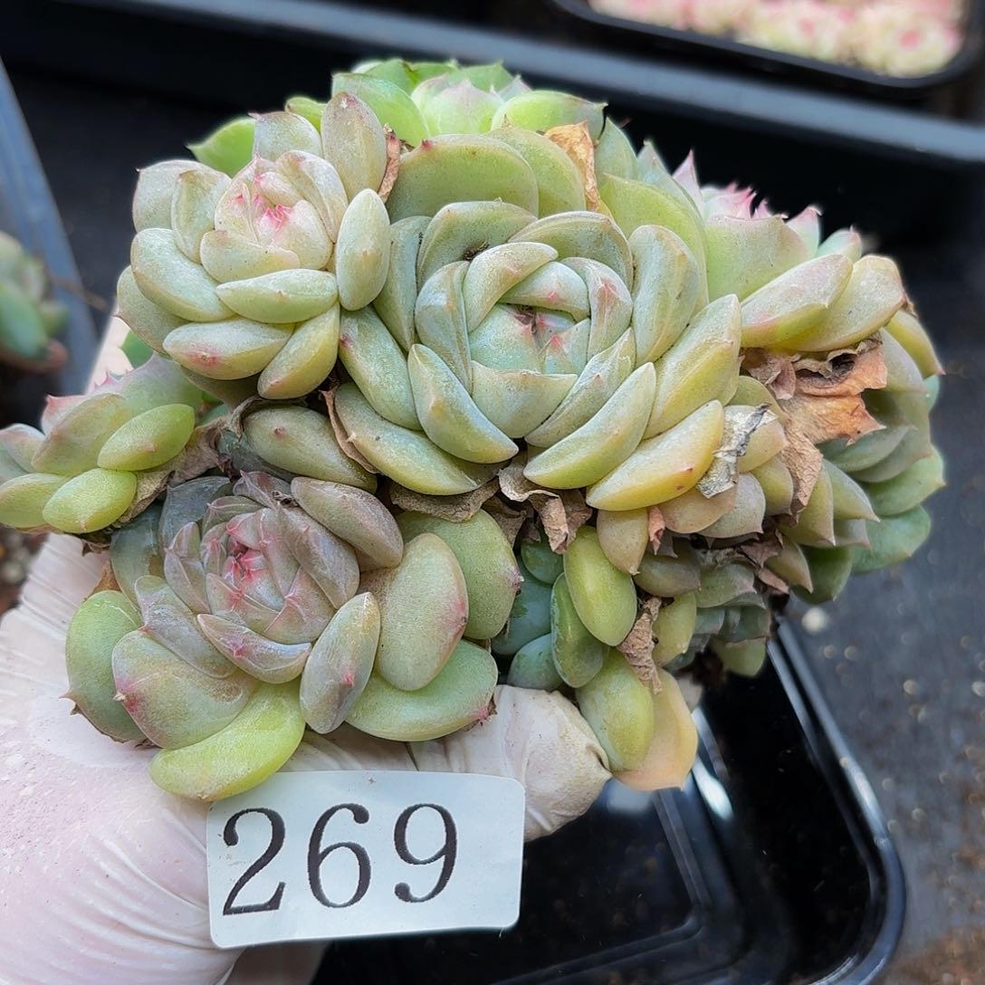 多肉植物多肉植物269