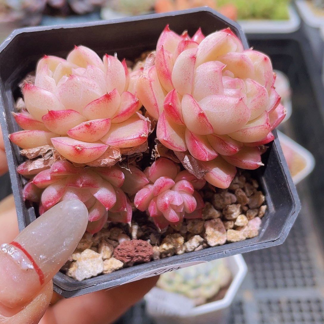 d26 精品多肉一物一拍