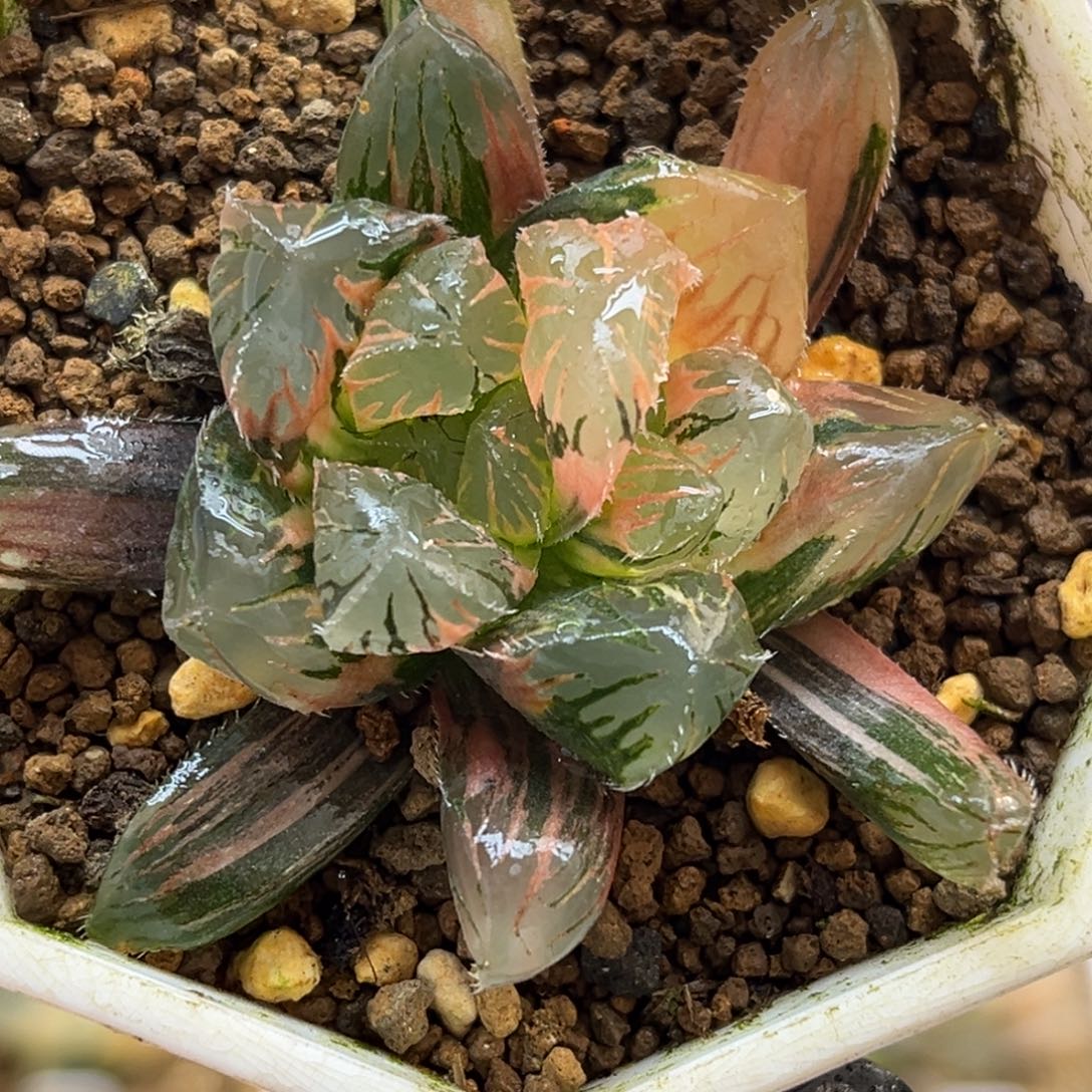 12双头赤斑玉露锦福利专场