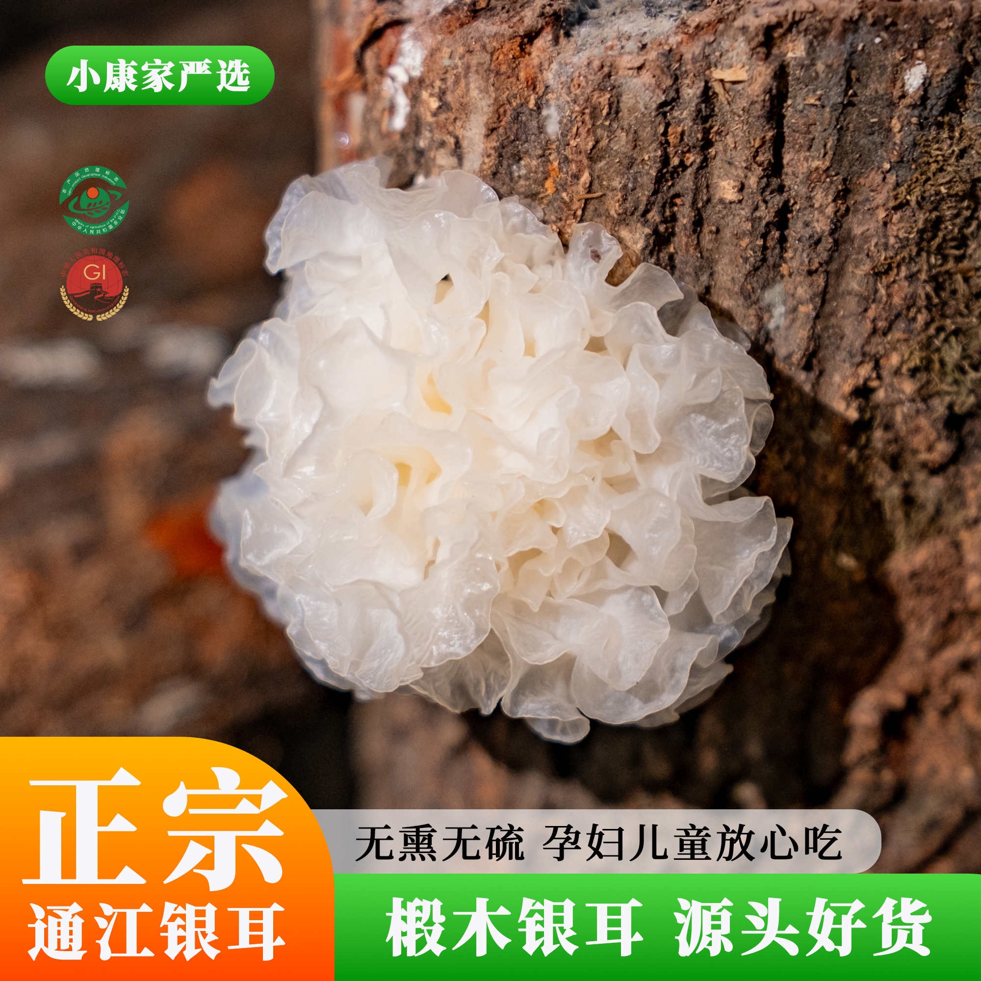 通江银耳大朵椴木银耳雪耳白木耳50g精罐装孕妇儿童放心吃胶质多
