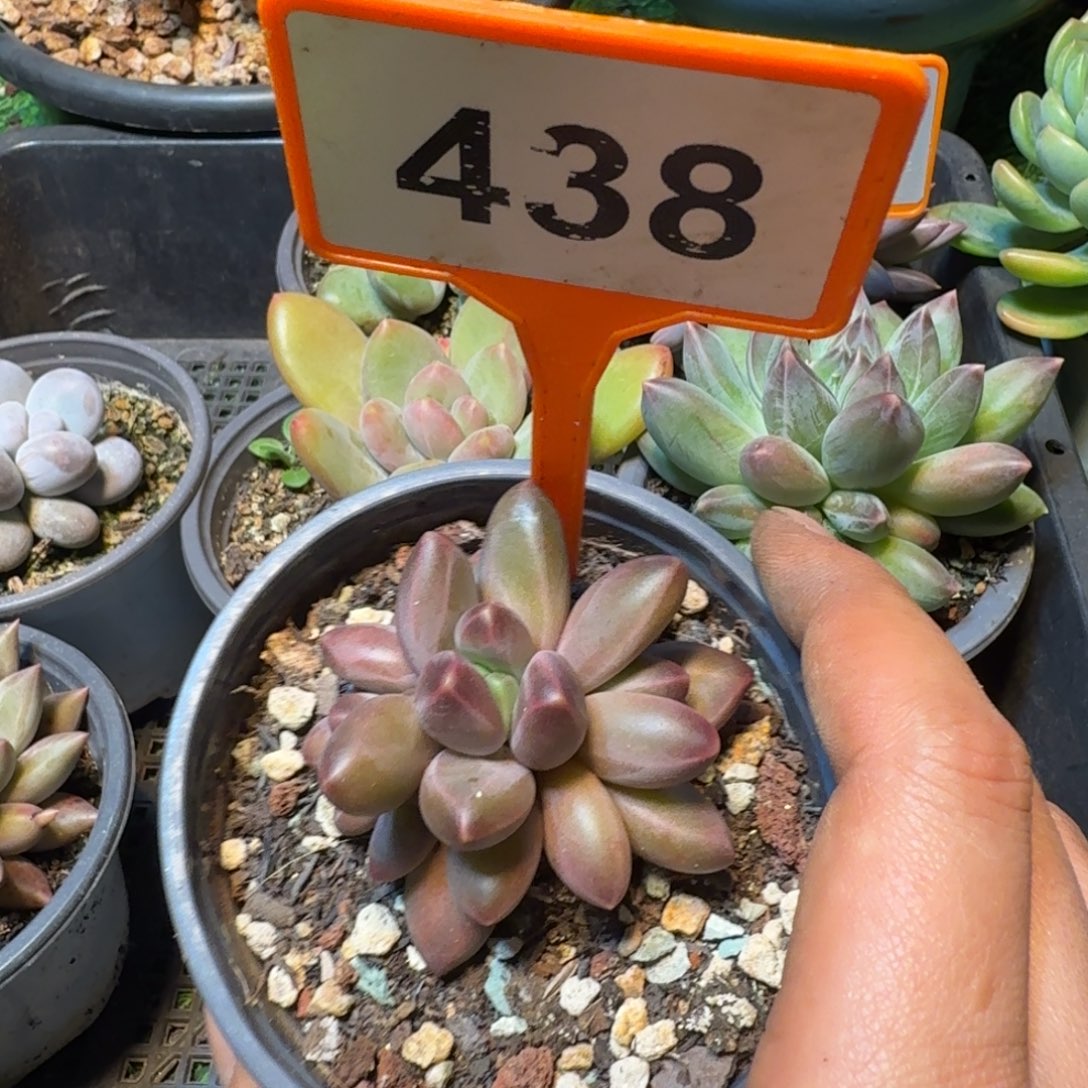 多肉植物紫霞仙子438