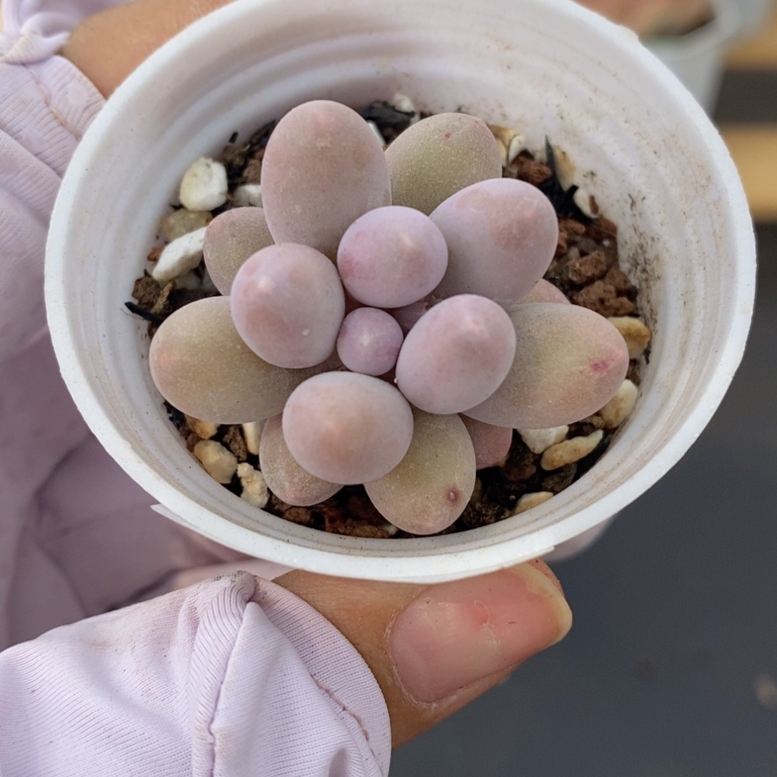 春泥家多肉9.9包邮C10香芋地瓜丸