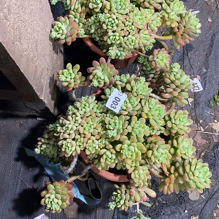 血***怕003香格里拉多肉植物2颗