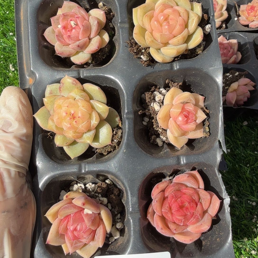 1230-05多肉一物一拍