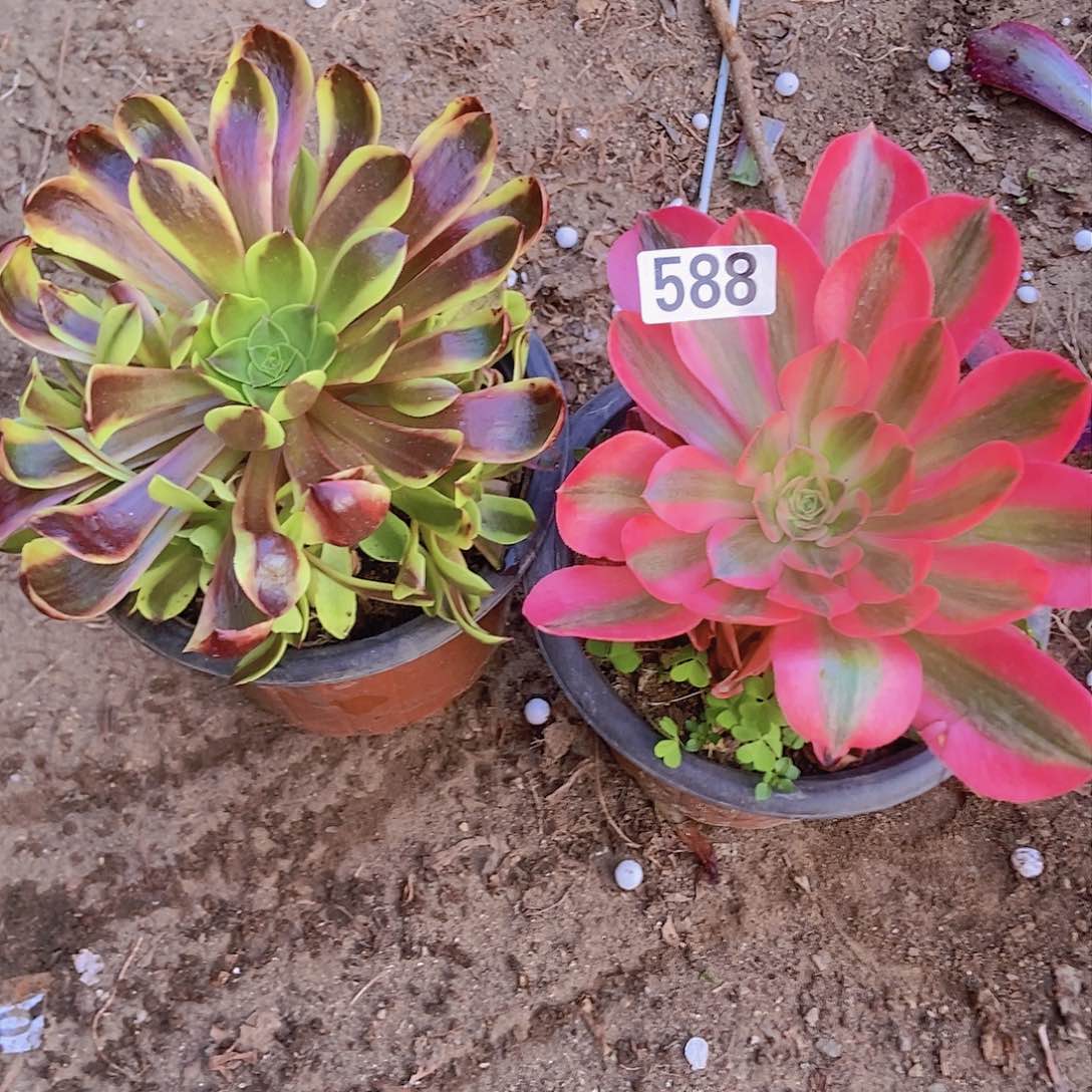 588两个朵朵特价法师