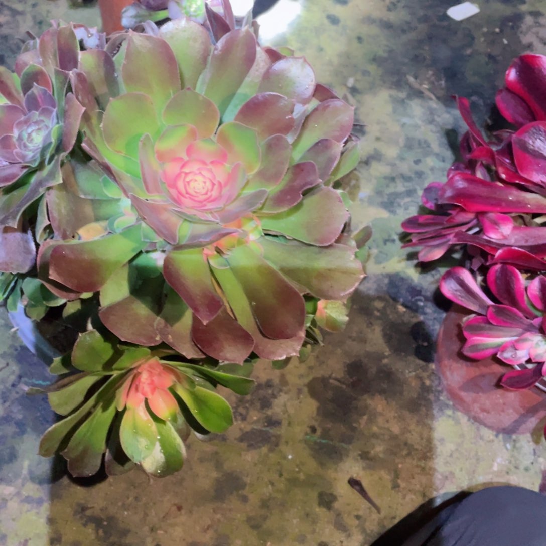 多肉植物雅典娜575