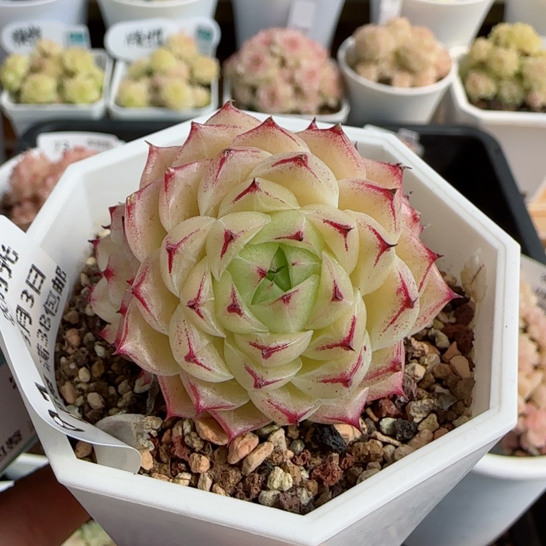 【闪购商品】0303-81边线麦杆