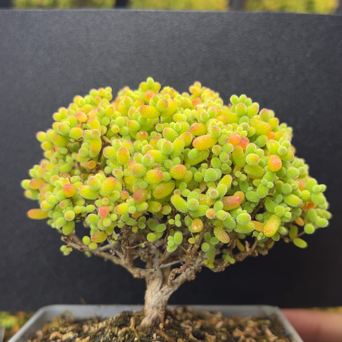 dy5503老桩精控金桔糖球冠幅9cm