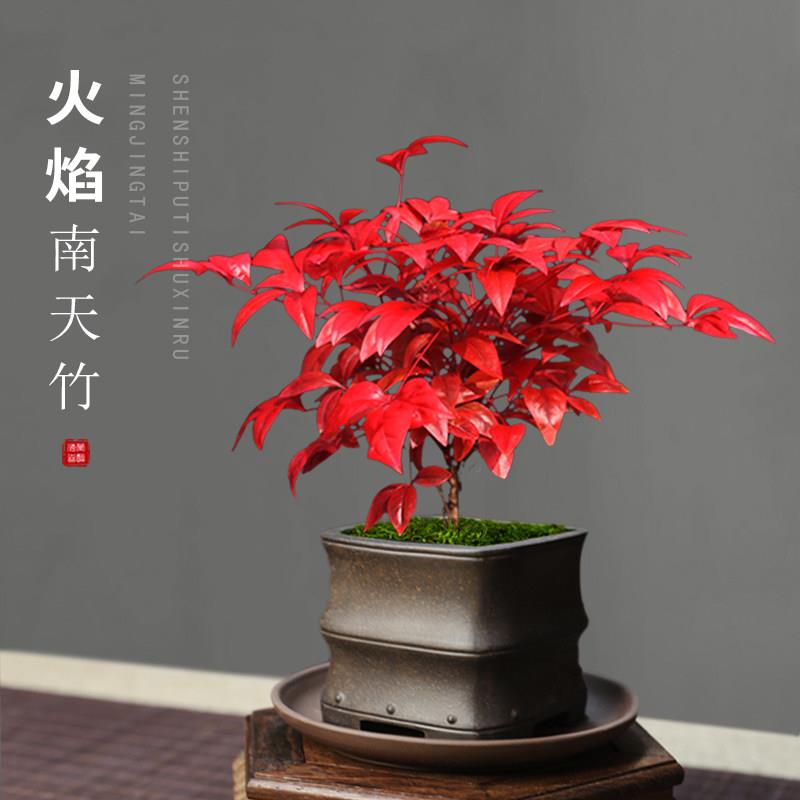 火焰南天竹盆栽矮化微型小盆景红叶盆景植物书房茶桌禅意微景观