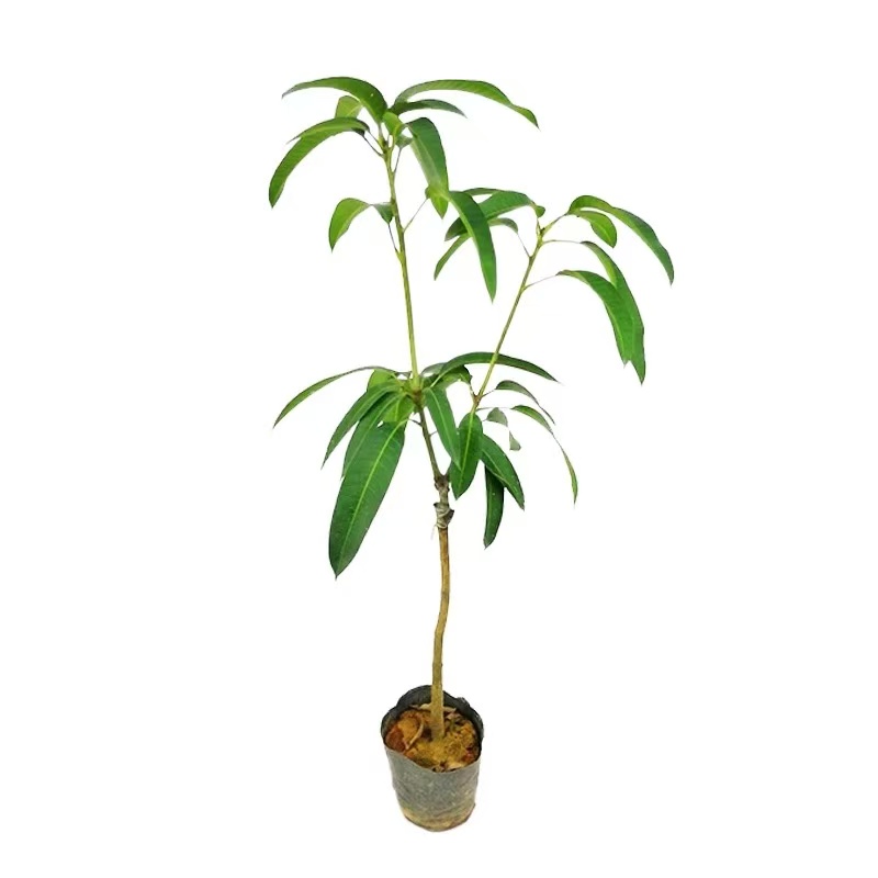 直播间各种品种一物一拍盆栽地栽绿植园艺