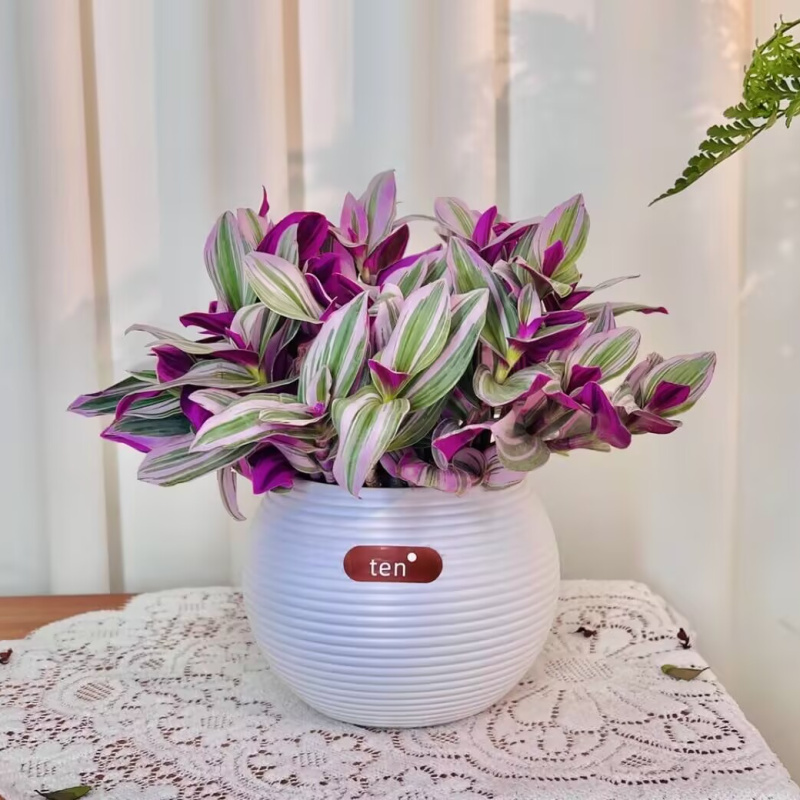 浓情绿艺油画婚礼吊兰大棵多肉紫露兰桌面花卉绿植盆栽水培植物