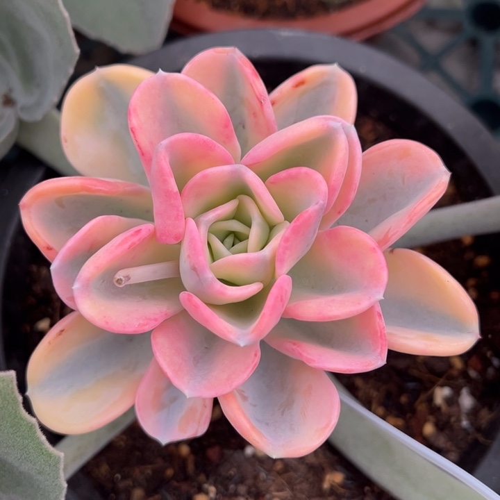 美尻锦一物一拍锦龙