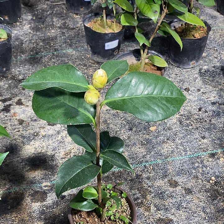 拉力皮特茶花茶花