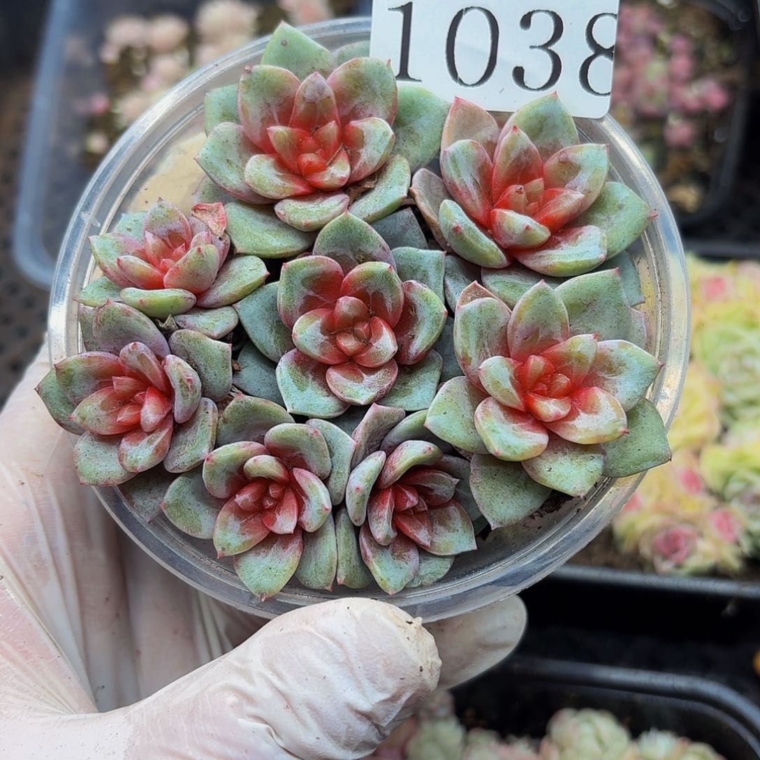 多肉植物多肉植物1038