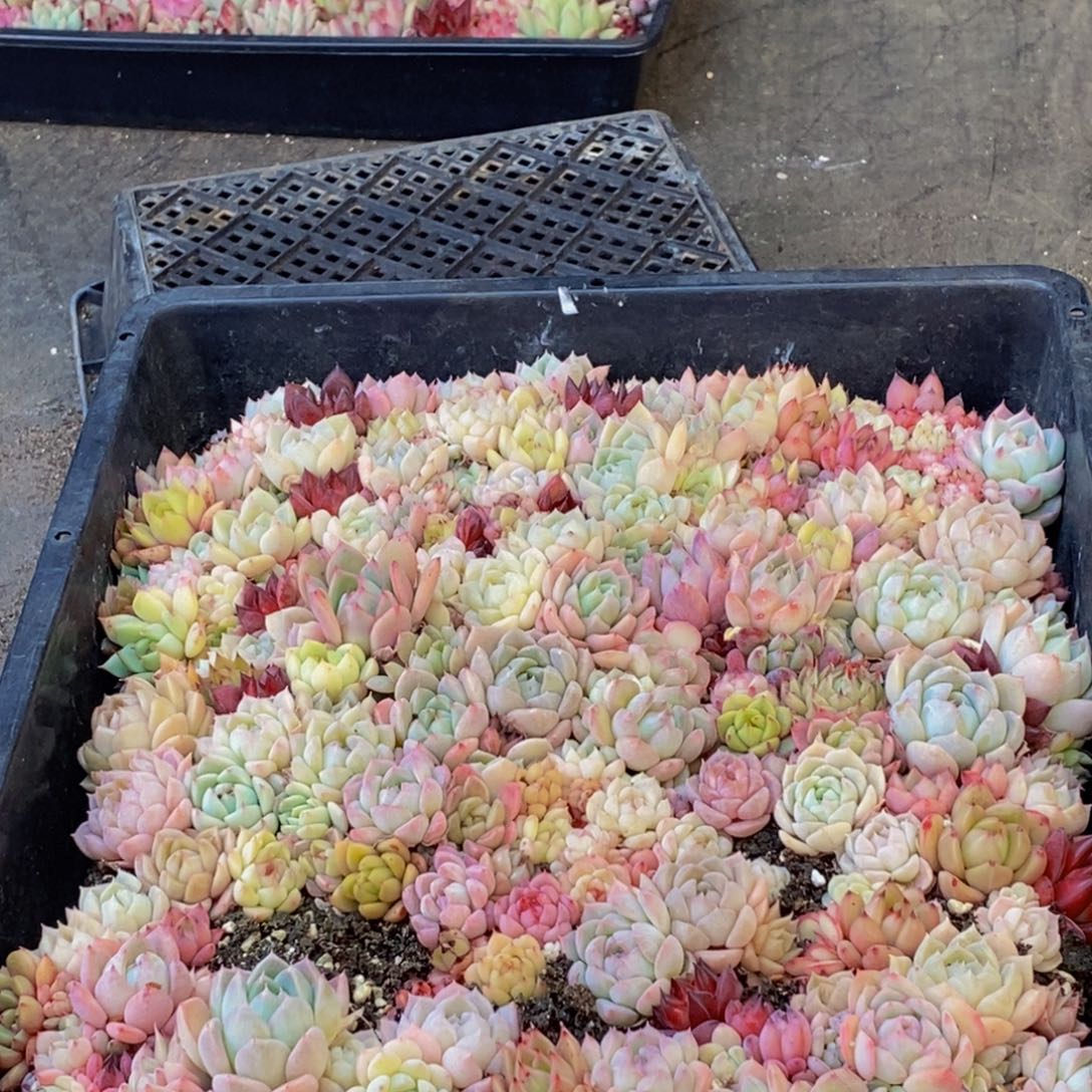 266多肉植物保护研究所所长助理研究员