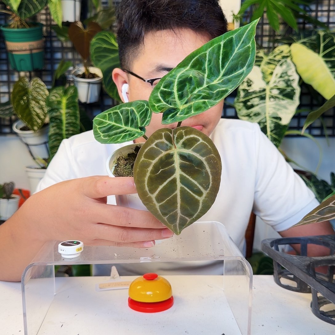 不开花植物R60极致撕裂纹杂铜锣烧