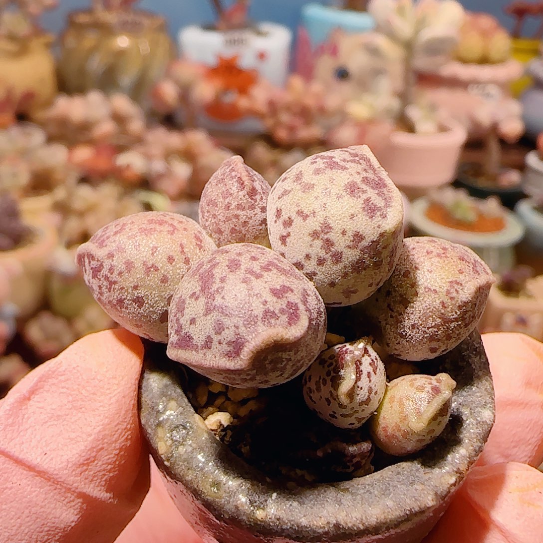 T猫耳海豹盆口2.5cm