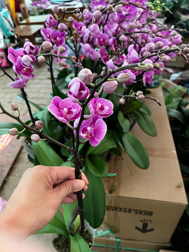 粉可爱29-精品大花蝴蝶兰盆栽带花带花苞室内花卉绿植四季开花