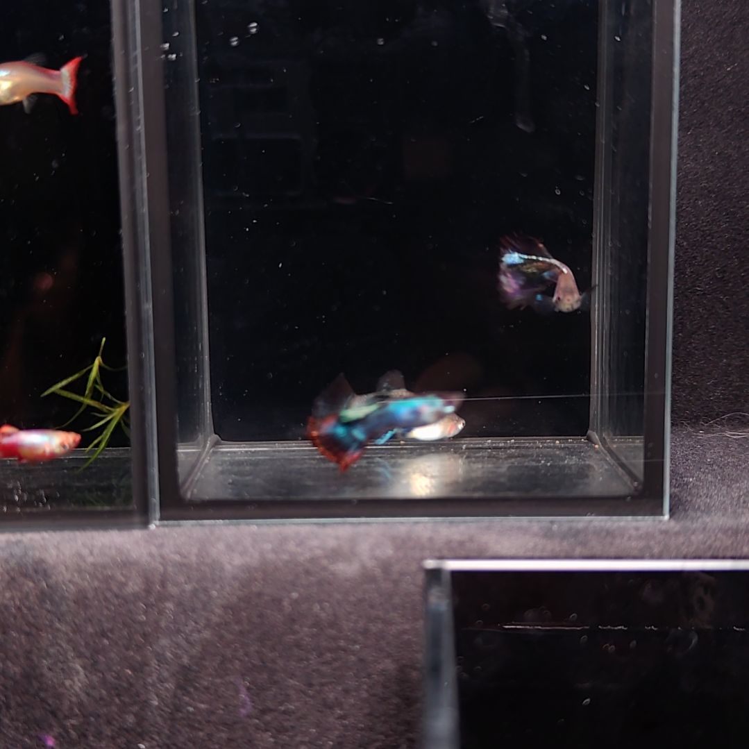 孔雀鱼玛晶塔半月尾一对