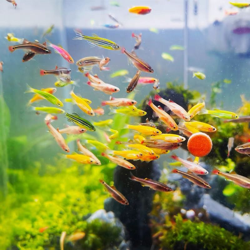 新手套餐米奇鱼+斑马鱼小型鱼热带观赏鱼好养易活淡水不加温