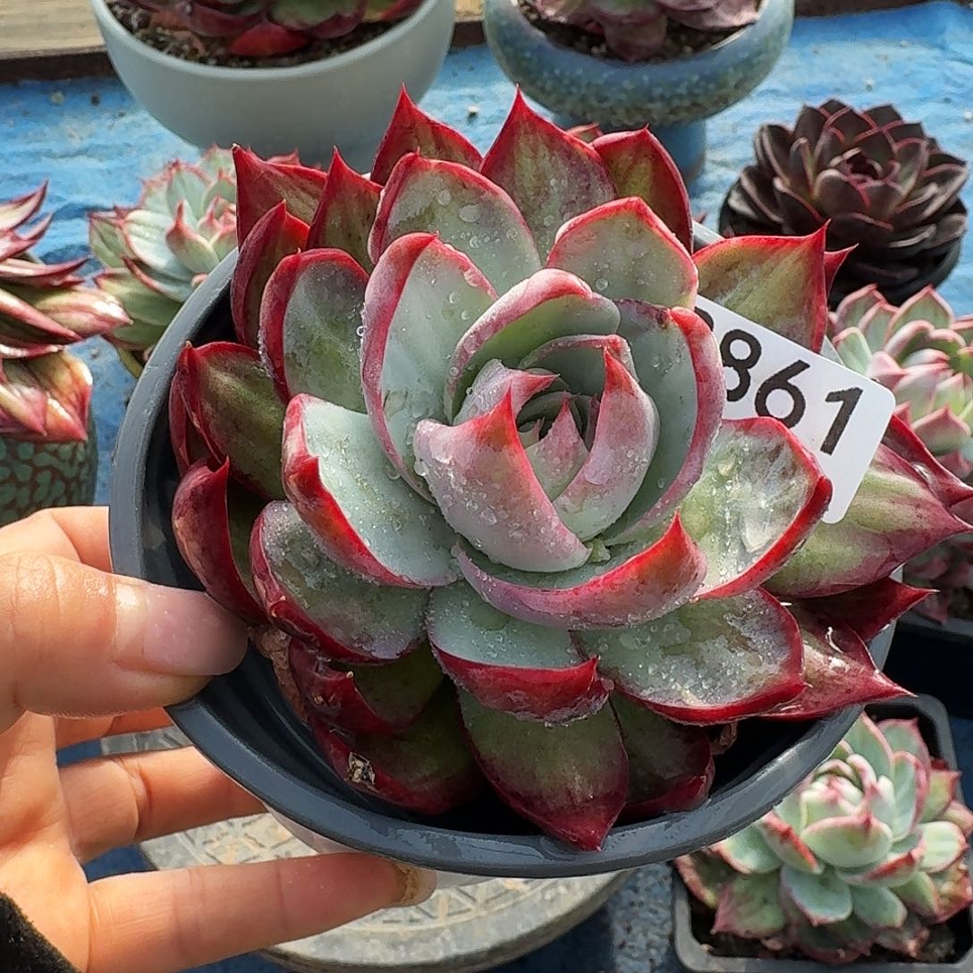 惊鸿惊鸿惊鸿 3861..........